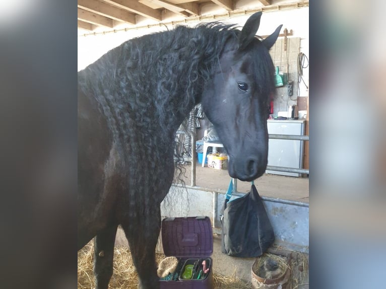 Friesian horses Mare 15 years 15,2 hh in Dunningen