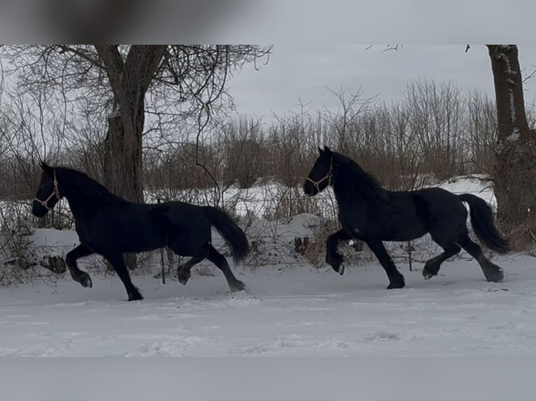 Friesian horses Mare 15 years 15.2 hh Black in Arnis
