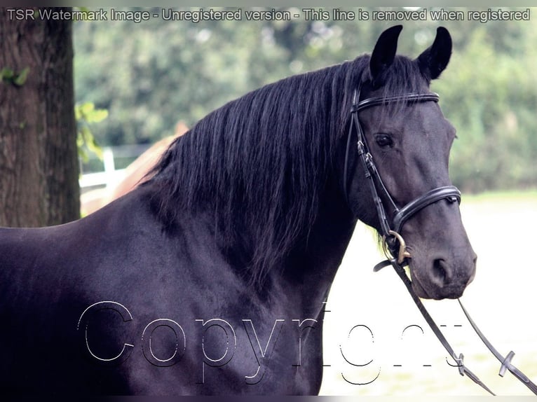 Friesian horses Mare 15 years 15,2 hh Black in Hiddenhausen