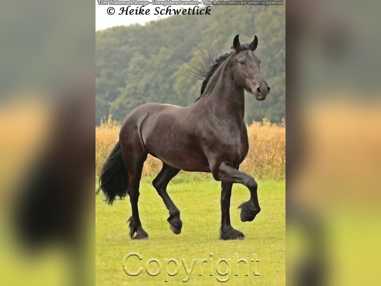 Friesian horses Mare 15 years 15,2 hh Black in Hiddenhausen