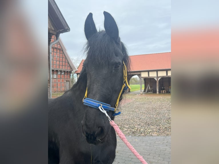 Friesian horses Mare 15 years 15,3 hh Black in Badbergen