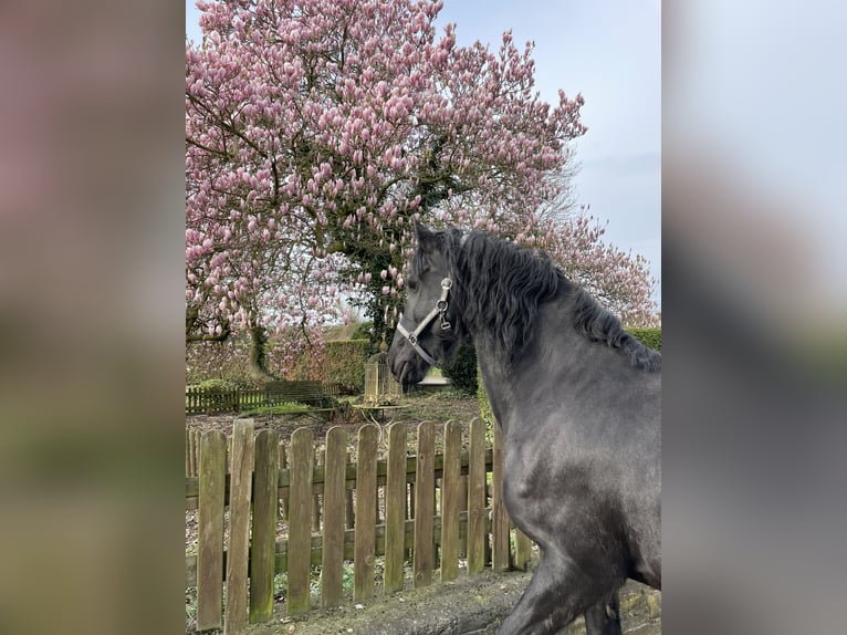 Friesian horses Mare 15 years 15.3 hh Black in Remscheid