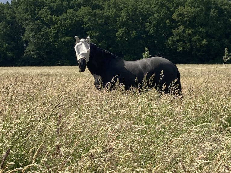 Friesian horses Mare 15 years 15.3 hh Black in Remscheid