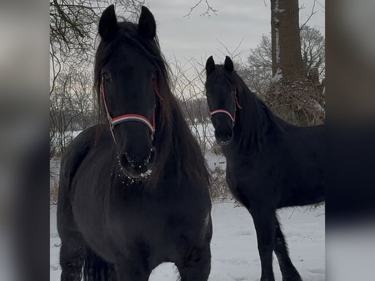 Friesian horses Mare 15 years 15,2 hh Black in Arnis