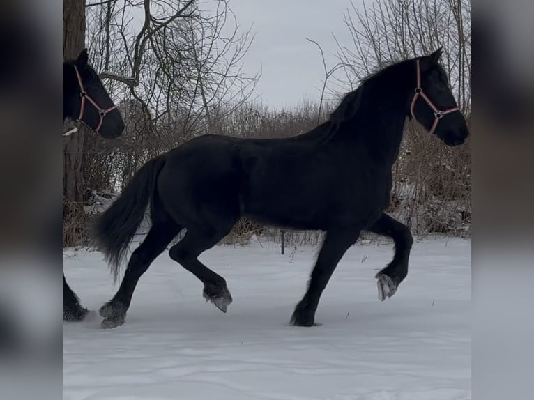 Friesian horses Mare 15 years 15,2 hh Black in Arnis