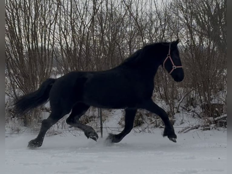 Friesian horses Mare 15 years 15,2 hh Black in Arnis