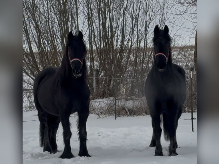 Friesian horses Mare 15 years 15,2 hh Black in Arnis