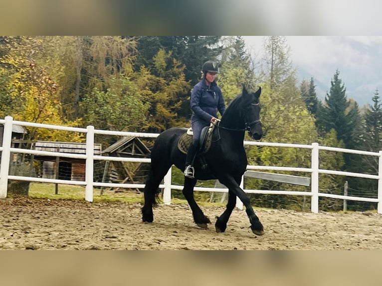 Friesian horses Mare 15 years 16,1 hh Black in Bad Kleinkirchheim