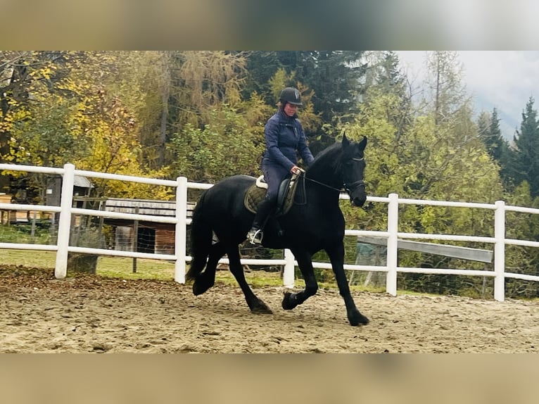 Friesian horses Mare 15 years 16,1 hh Black in Bad Kleinkirchheim