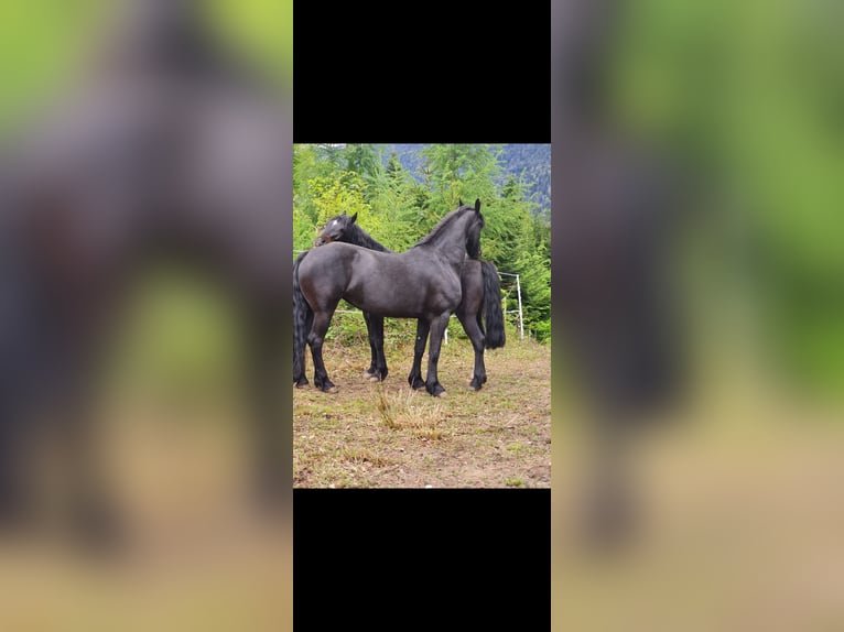 Friesian horses Mare 15 years 16,2 hh Black in Hippach-Schwendberg