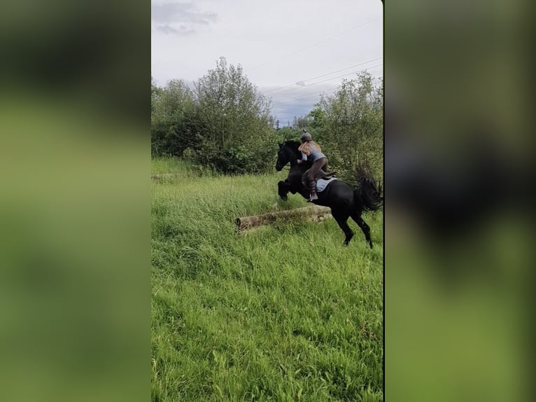 Friesian horses Mix Mare 15 years 16 hh Smoky-Black in Freilassing