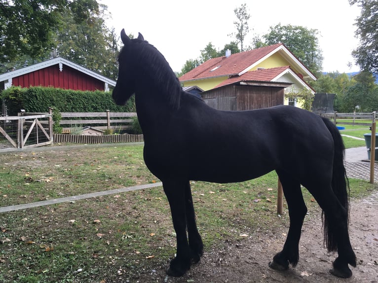 Friesian horses Mix Mare 15 years 16 hh Smoky-Black in Freilassing