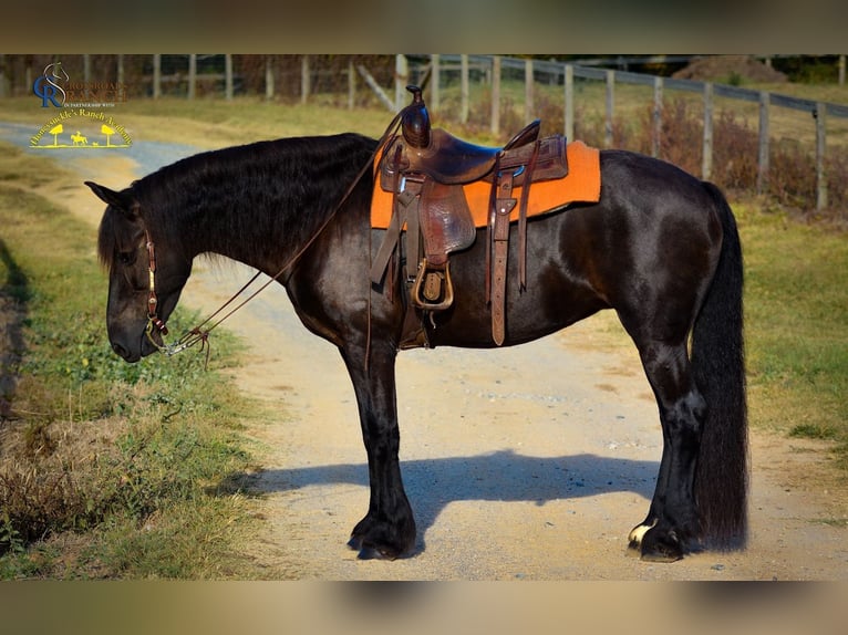 Friesian horses Mare 15 years 16 hh in Monroe