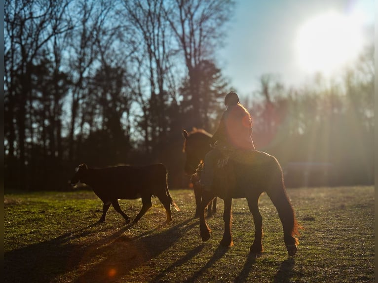 Friesian horses Mare 15 years 16 hh in Monroe