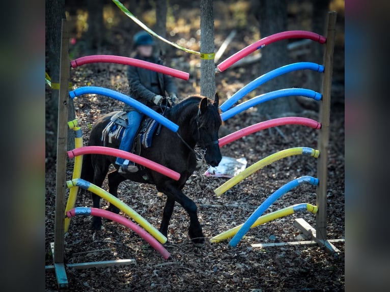 Friesian horses Mare 15 years 16 hh in Monroe