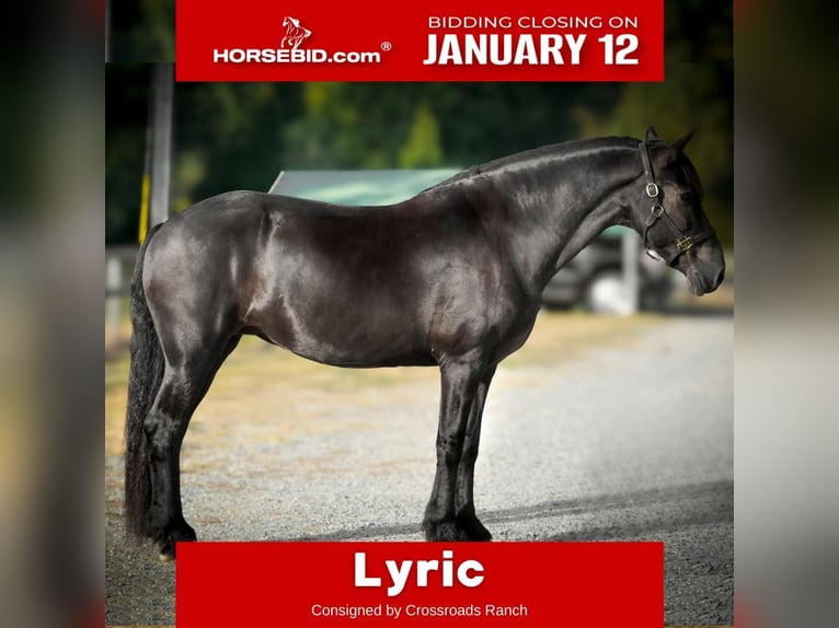 Friesian horses Mare 15 years 16 hh in Monroe