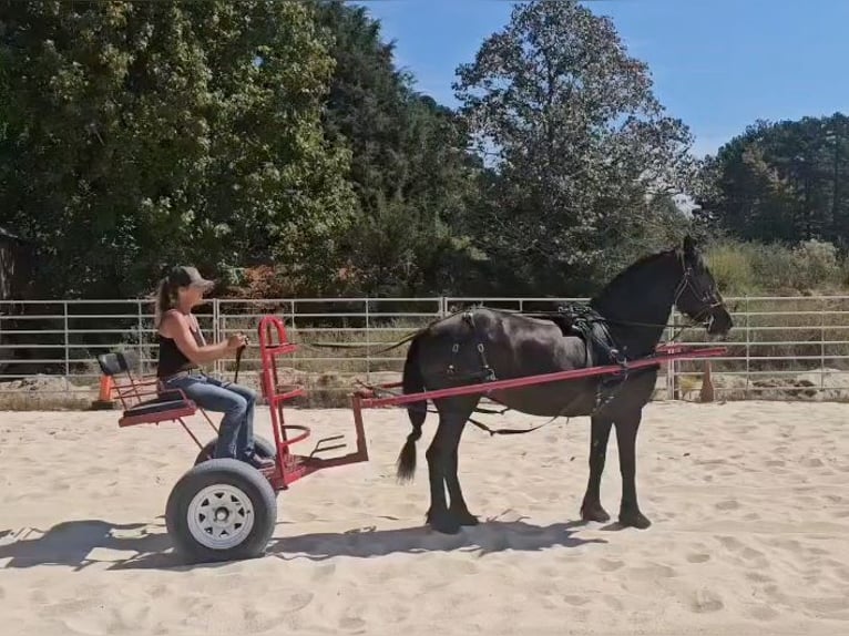 Friesian horses Mare 15 years 16 hh in Monroe