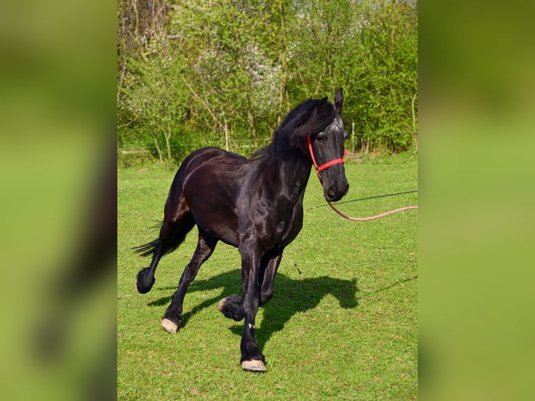 Friesian horses Mare 15 years Black in Strážnice