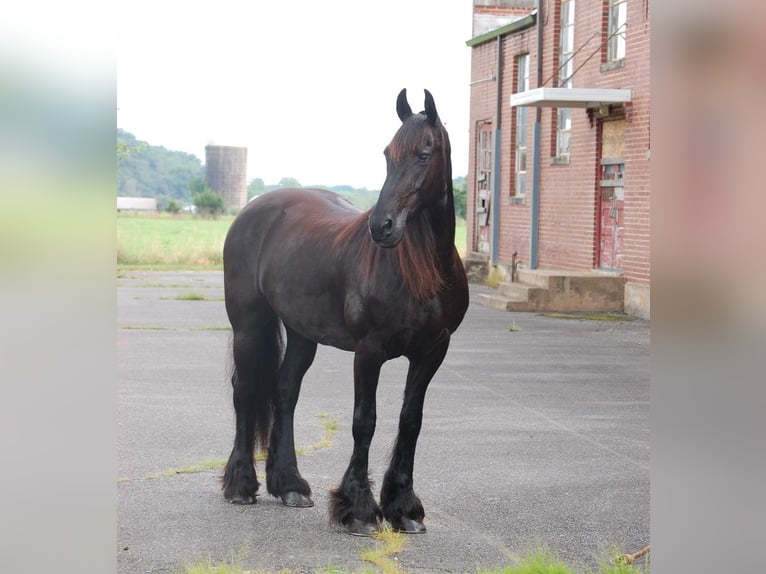 Friesian horses Mare 16 years 15,1 hh Black in Madison, VA