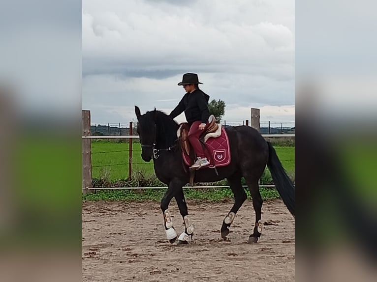 Friesian horses Mix Mare 16 years 15.1 hh Black in Chiclana De La Frontera
