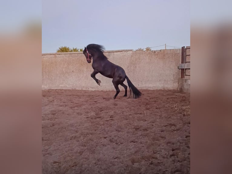 Friesian horses Mix Mare 16 years 15.1 hh Black in Chiclana De La Frontera