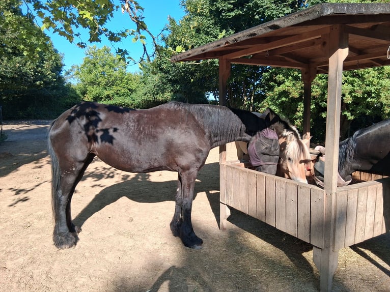 Friesian horses Mare 16 years 15.1 hh Black in Ladenburg