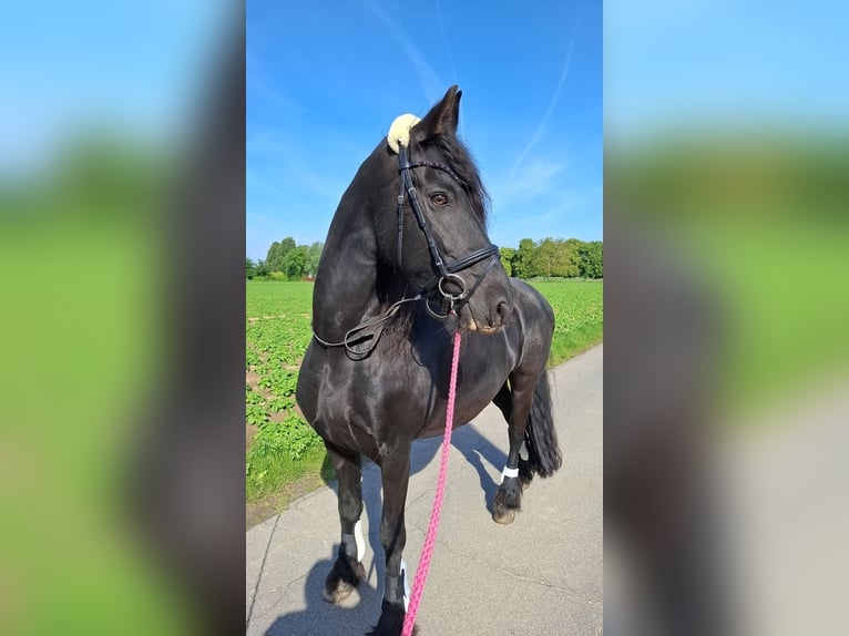 Friesian horses Mare 16 years 15.2 hh Black in Viersen