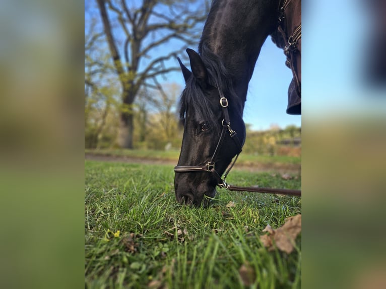 Friesian horses Mare 16 years 15.2 hh Black in Wesel