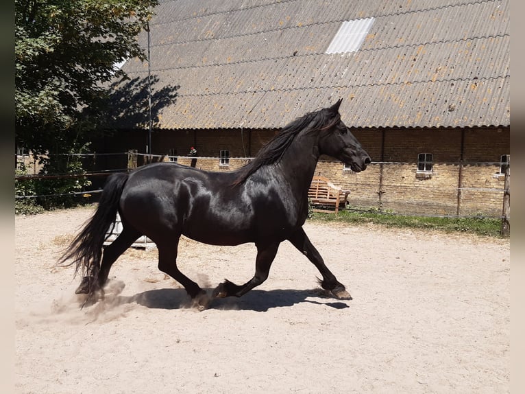 Friesian horses Mare 16 years 15,3 hh Black in Tzummarum