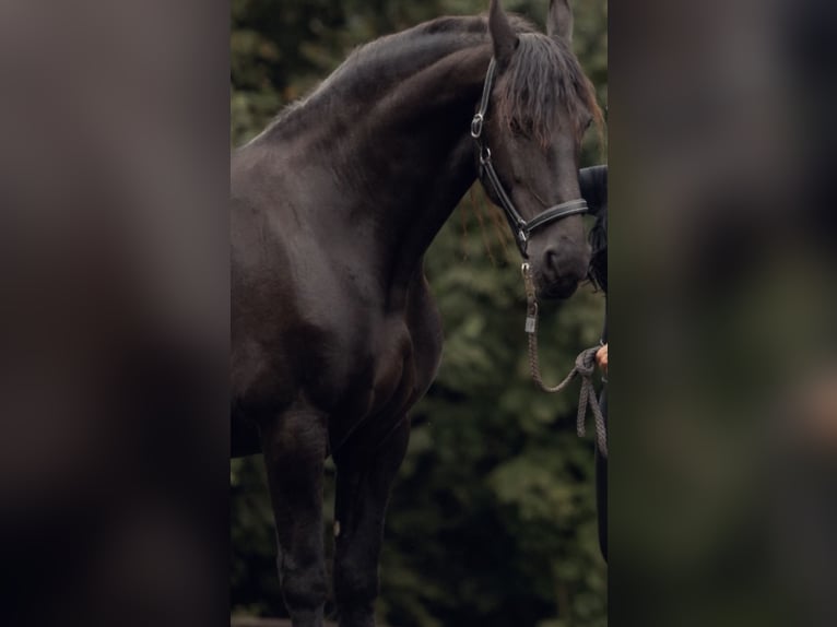 Friesian horses Mare 16 years 16.1 hh Black in Feldkirchen