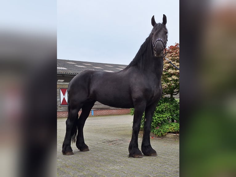 Friesian horses Mare 16 years 16 hh Black in Dalen