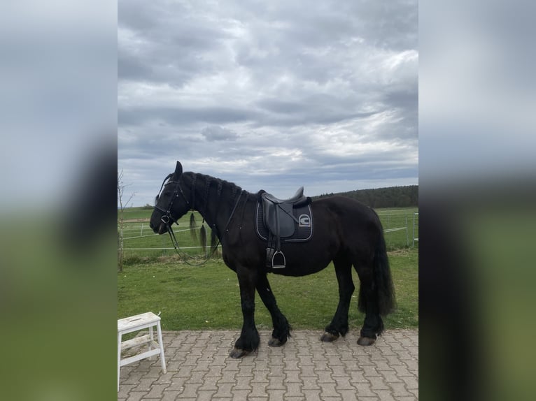 Friesian horses Mare 16 years 16 hh Black in Bamberg