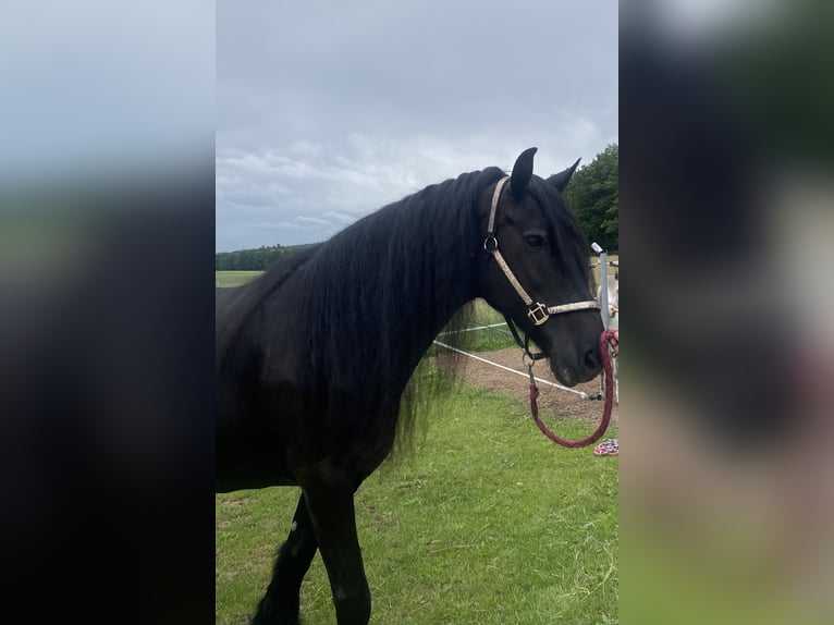 Friesian horses Mare 16 years 16 hh Black in Bamberg