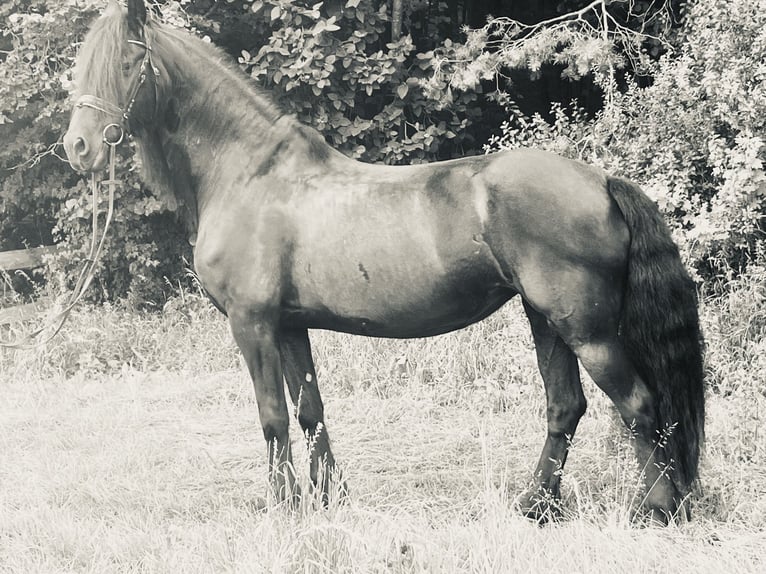 Friesian horses Mare 16 years 16 hh Black in Ursensollen