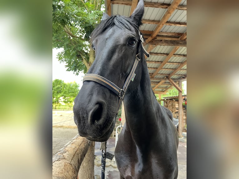Friesian horses Mare 16 years 16,1 hh Black in Brodersdorf