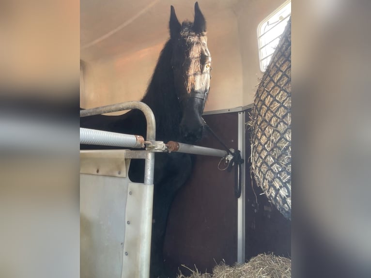 Friesian horses Mare 17 years 15.2 hh  in Schöllnach