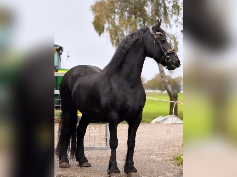 Friesian horses Mare 17 years 15,2 hh Black in Coevorden