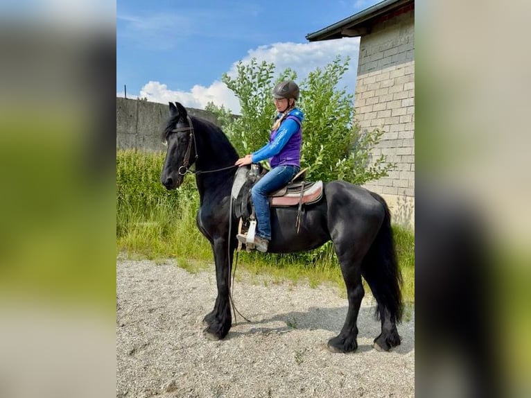 Friesian horses Mare 17 years 15,2 hh Black in Schöllnach