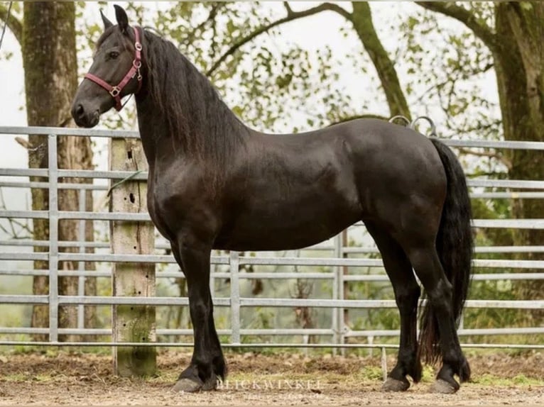 Friesian horses Mare 17 years 15,2 hh  in Schöllnach