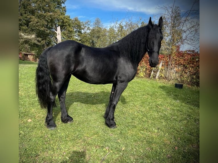 Friesian horses Mare 17 years 15,2 hh  in Schöllnach