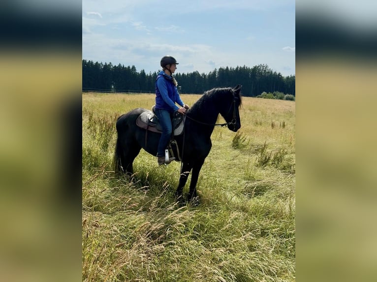 Friesian horses Mare 17 years 15,2 hh  in Schöllnach
