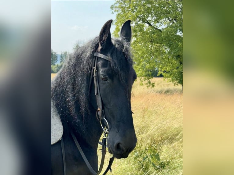 Friesian horses Mare 17 years 15,2 hh  in Schöllnach