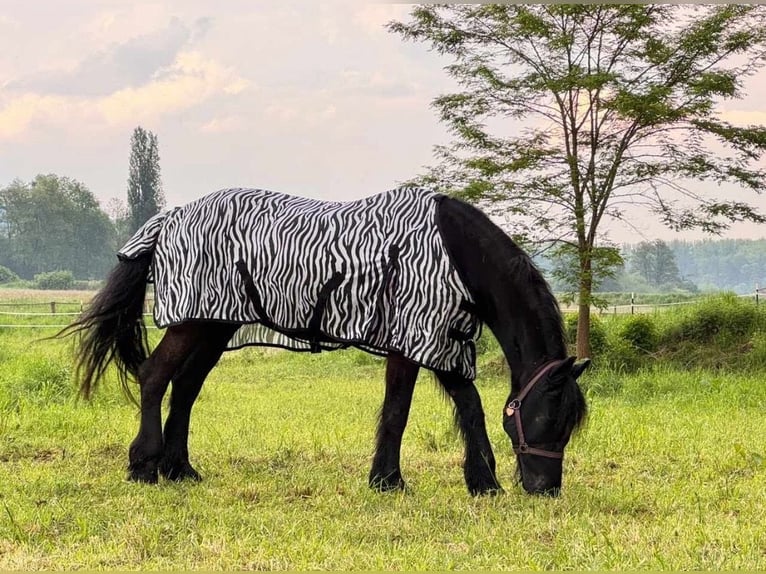 Friesian horses Mare 17 years 16 hh Black in Düsseldorf