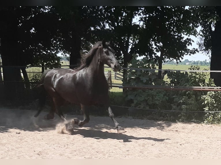 Friesian horses Mare 18 years 15.3 hh Black in Tzummarum