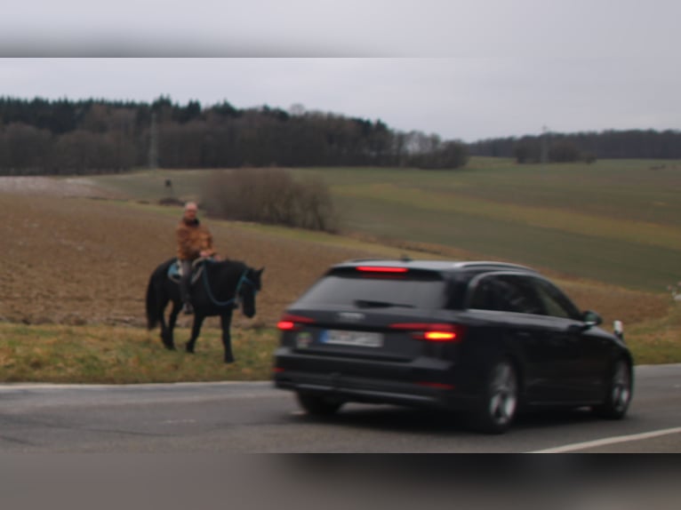 Friesian horses Mare 18 years 15,3 hh Black in Gemmerich