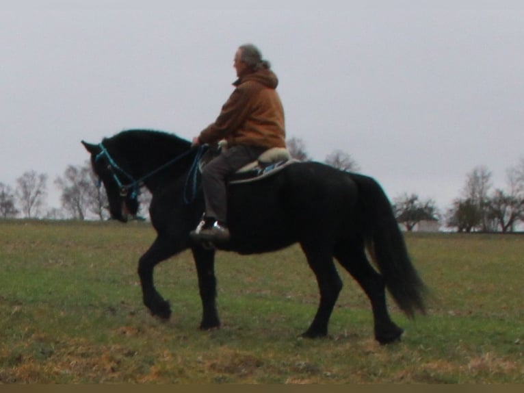 Friesian horses Mare 18 years 15,3 hh Black in Gemmerich