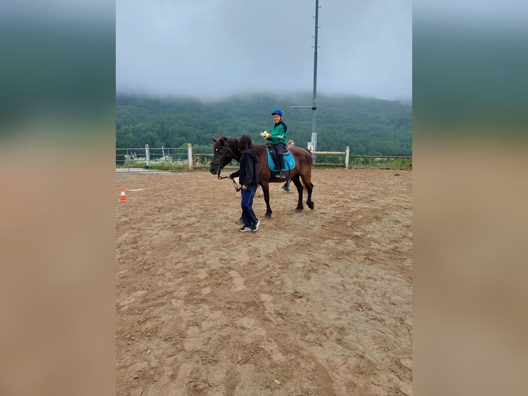 Friesian horses Mix Mare 18 years 15 hh Black in Neuhofen an der Ybbs