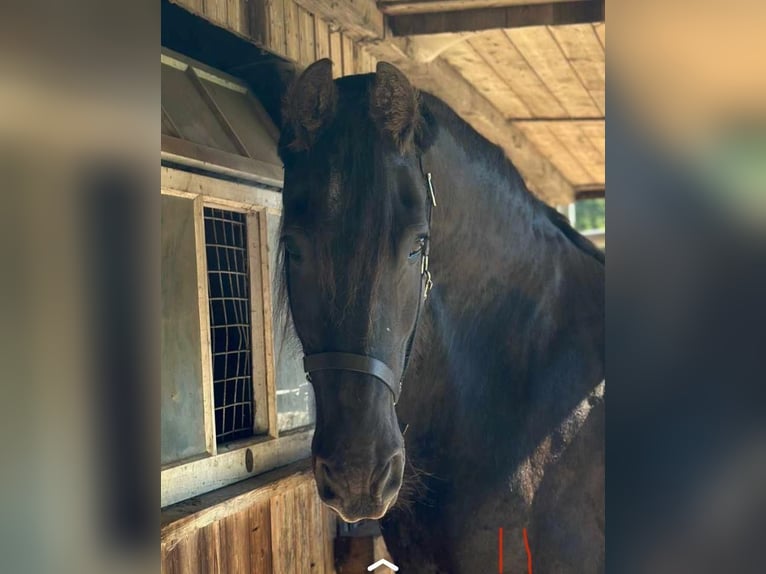 Friesian horses Mare 18 years 16,1 hh Black in Affinghausen