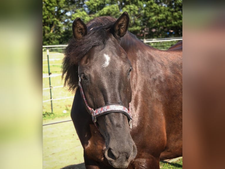Friesian horses Mix Mare 18 years 16 hh Bay-Dark in Schöngeising