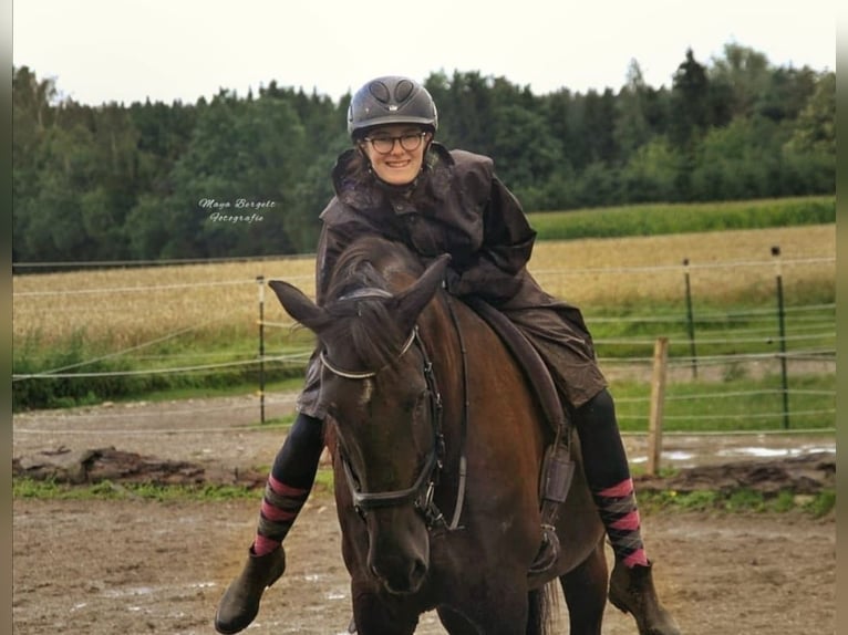 Friesian horses Mix Mare 18 years 16 hh Bay-Dark in Schöngeising